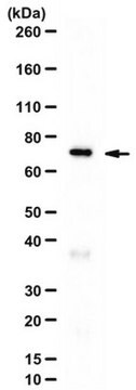 Anti-iPLA2-Antikörper from rabbit, purified by affinity chromatography