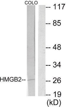 Anti-HMGB2 antibody produced in rabbit affinity isolated antibody