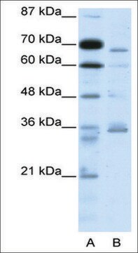 Anti-PCSK6 antibody produced in rabbit IgG fraction of antiserum