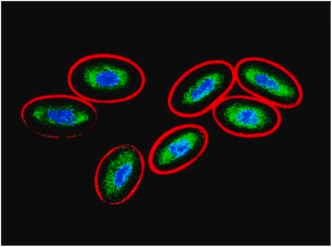 Monoclonal Anti-Vimentin antibody produced in mouse clone VI-10