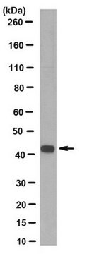 Anti-Cre Recombinase Antibody, clone 5B4.1 clone 5B4.1, from mouse