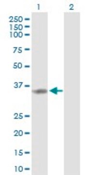 Anti-TP53I3 antibody produced in rabbit purified immunoglobulin, buffered aqueous solution