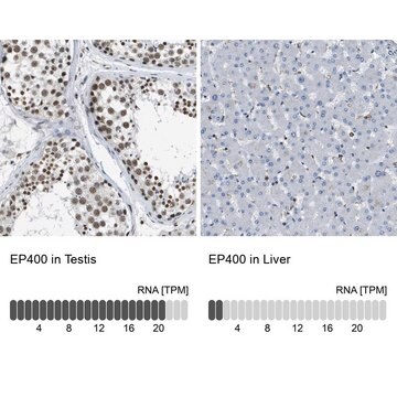 Anti-EP400 antibody produced in rabbit Prestige Antibodies&#174; Powered by Atlas Antibodies, affinity isolated antibody, buffered aqueous glycerol solution