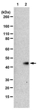 Anti-N1-Phosphohistidine (1-pHis) Antibody, clone SC50-3, ZooMAb&#174; Rabbit Monoclonal recombinant, expressed in HEK 293 cells