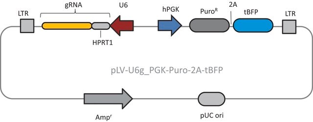 Lenti CRISPR Human HPRT1 Positive Control Plasmid DNA (LV04 vector)