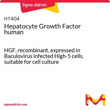 肝细胞生长因子 人 HGF, recombinant, expressed in Baculovirus infected High-5 cells, suitable for cell culture