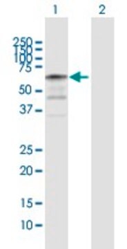 Anti-NAP1L2 antibody produced in rabbit purified immunoglobulin, buffered aqueous solution