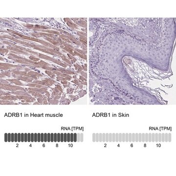 抗ADRB1 ウサギ宿主抗体 Prestige Antibodies&#174; Powered by Atlas Antibodies, affinity isolated antibody, buffered aqueous glycerol solution