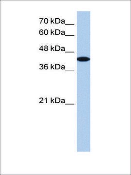 Anti-AKAP7 (AB2) antibody produced in rabbit IgG fraction of antiserum