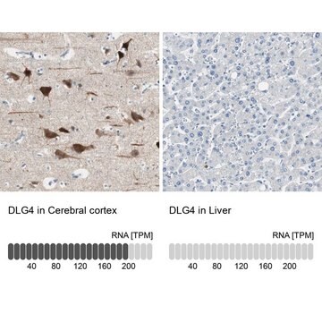 Anti-DLG4 antibody produced in rabbit Prestige Antibodies&#174; Powered by Atlas Antibodies, affinity isolated antibody, buffered aqueous glycerol solution