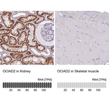 抗OCIAD2抗体 ウサギ宿主抗体 Prestige Antibodies&#174; Powered by Atlas Antibodies, affinity isolated antibody, buffered aqueous glycerol solution