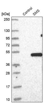 Anti-SMS antibody produced in rabbit Prestige Antibodies&#174; Powered by Atlas Antibodies, affinity isolated antibody, buffered aqueous glycerol solution, ab1