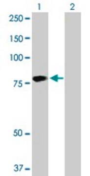 Anti-HABP2 antibody produced in rabbit purified immunoglobulin, buffered aqueous solution