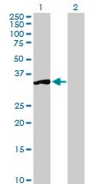 Anti-SGTA antibody produced in rabbit purified immunoglobulin, buffered aqueous solution