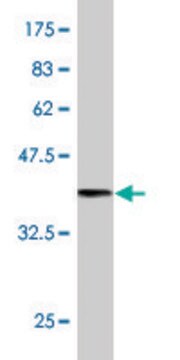 Monoclonal Anti-SYNJ2, (C-terminal) antibody produced in mouse clone 2B11, purified immunoglobulin, buffered aqueous solution