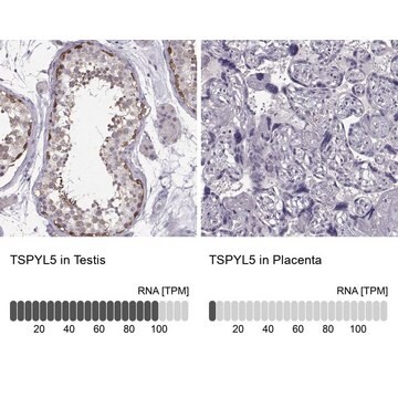 Anti-TSPYL5 antibody produced in rabbit Prestige Antibodies&#174; Powered by Atlas Antibodies, affinity isolated antibody, buffered aqueous glycerol solution