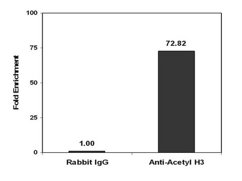 Magna ChIP&#174; Kulki magnetyczne z białkiem A Recombinant Protein A covalently bound to magnetic beads for use in chromatin immunoprecipitations (ChIP assays). These protein A beads provide users a more rapid, reproducible &amp; efficient reagent for collecting immunocomplexes vs. agarose beads.