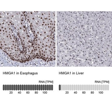 Anti-HMGA1 antibody produced in rabbit Prestige Antibodies&#174; Powered by Atlas Antibodies, affinity isolated antibody, buffered aqueous glycerol solution