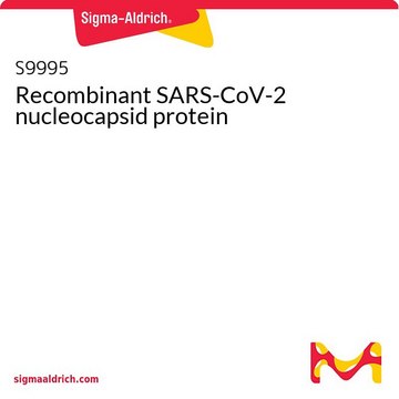 Rekombinowane białko nukleokapsydu SARS-CoV-2