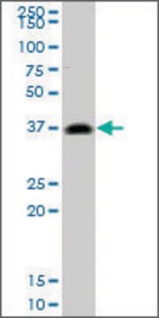 Monoclonal Anti-PRKRA antibody produced in mouse clone 1G12, purified immunoglobulin, buffered aqueous solution