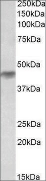 Anti-HRH2 antibody produced in goat affinity isolated antibody, buffered aqueous solution