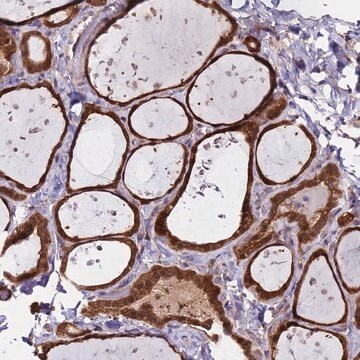 Anti-ASNA1 antibody produced in rabbit Prestige Antibodies&#174; Powered by Atlas Antibodies, affinity isolated antibody, buffered aqueous glycerol solution