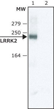 Anti- LRRK2 (C-terminal region) ~1.0&#160;mg/mL, affinity isolated antibody, buffered aqueous solution