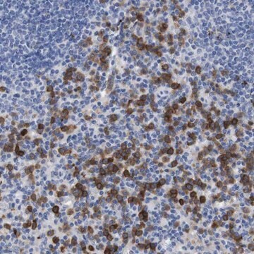 Anti-C5AR1 antibody produced in rabbit Prestige Antibodies&#174; Powered by Atlas Antibodies, affinity isolated antibody, buffered aqueous glycerol solution