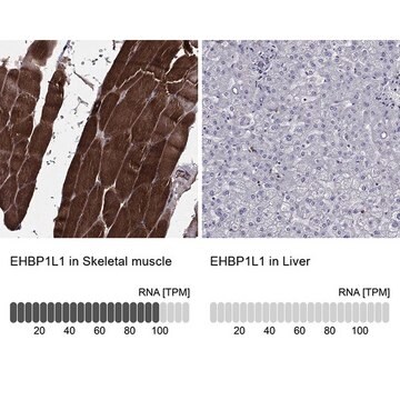 Anti-EHBP1L1 antibody produced in rabbit Prestige Antibodies&#174; Powered by Atlas Antibodies, affinity isolated antibody, buffered aqueous glycerol solution