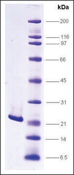 FGF-2 human recombinant, expressed in insect cells, &#8805;85% (SDS-PAGE)