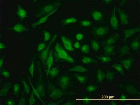 Monoclonal Anti-NME2, (C-terminal) antibody produced in mouse clone 1A9, purified immunoglobulin, buffered aqueous solution