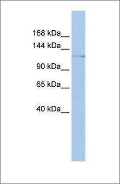 Anti-HLTF antibody produced in rabbit affinity isolated antibody