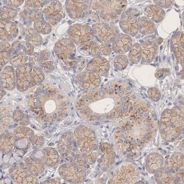 ANTI-PCDH11X antibody produced in rabbit Prestige Antibodies&#174; Powered by Atlas Antibodies, affinity isolated antibody, buffered aqueous glycerol solution