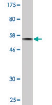 Monoclonal Anti-DAPP1 antibody produced in mouse clone 1E1, purified immunoglobulin, buffered aqueous solution