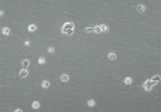 Fator inibitório da leucemia humano 5 &#181;g, human recombinant LIF protein, expressed in E. coli, suitable for stem cell culture