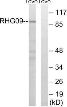 Anti-RHG9 antibody produced in rabbit affinity isolated antibody