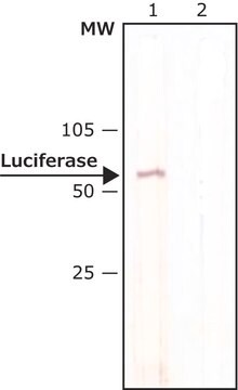 抗-荧光素酶抗体，小鼠单克隆 clone LUC-1, purified from hybridoma cell culture