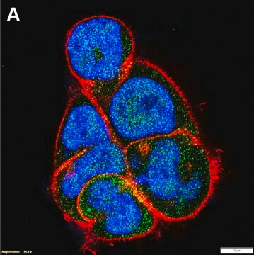 Anti-SMCR8 Antibody, clone 1B3 ZooMAb&#174; Rabbit Monoclonal recombinant, expressed in HEK 293 cells