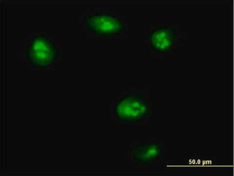 Anti-TEAD4 antibody produced in mouse purified immunoglobulin, buffered aqueous solution