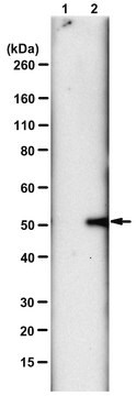 抗N3-ホスホヒスチジン（3-pHis）抗体 クローンSC56-2 ZooMAb&#174;ウサギ・モノクローナル recombinant, expressed in HEK 293 cells