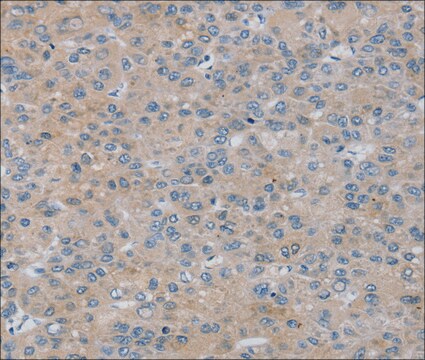 Anti-RASA4 affinity isolated antibody