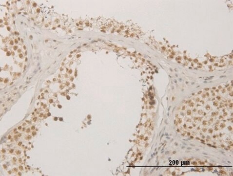 Monoclonal Anti-NUDT21 antibody produced in mouse clone 3F8, purified immunoglobulin, buffered aqueous solution