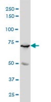 Monoclonal Anti-MYBL2 antibody produced in mouse clone 4B4, purified immunoglobulin, buffered aqueous solution