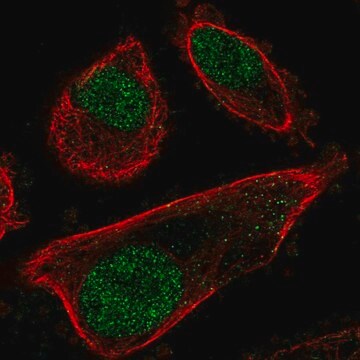 Anti-PRPF31 antibody produced in rabbit Prestige Antibodies&#174; Powered by Atlas Antibodies, affinity isolated antibody