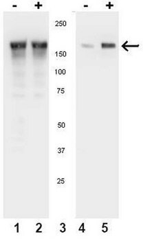 Anti-Phospho-EGFR(Tyr1086)-Antikörper Upstate&#174;, from rabbit