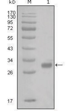 Monoclonal Anti-PAR1 antibody produced in mouse clone 6A7H10, ascites fluid