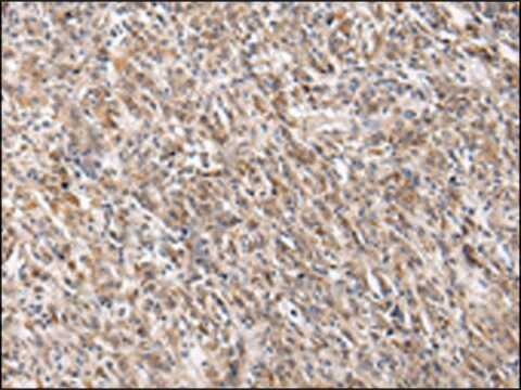 Anti-PGRMC2 affinity isolated antibody