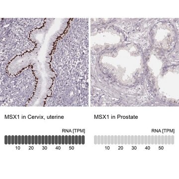 抗MSX1抗体 ウサギ宿主抗体 Prestige Antibodies&#174; Powered by Atlas Antibodies, affinity isolated antibody