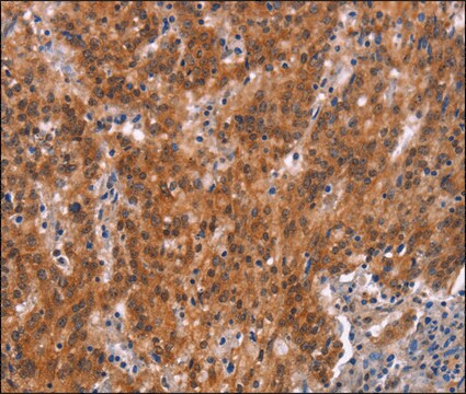 Anti-GNAT3 antibody produced in rabbit affinity isolated antibody