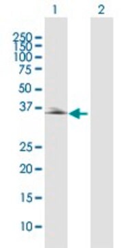 Anti-PDLIM2 antibody produced in rabbit purified immunoglobulin, buffered aqueous solution